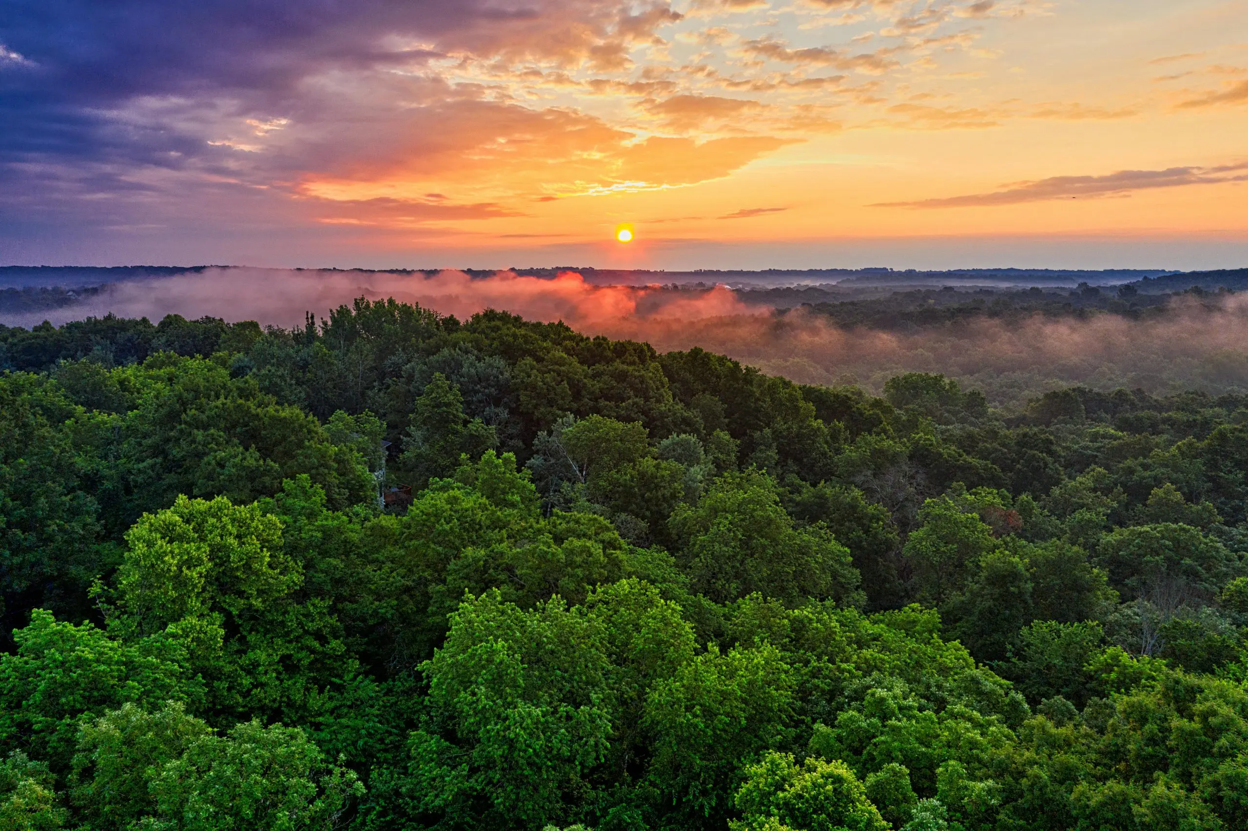 International Day of Forests, World Rainforest Day, NI Lagging on Tree Planting Targets, Green Horizons Magazine