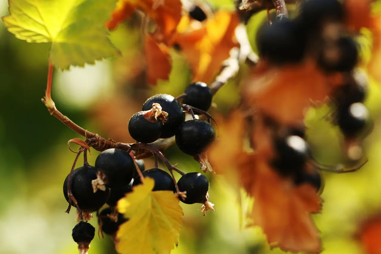 Suntory's £920k Investment, Green Horizons Magazine