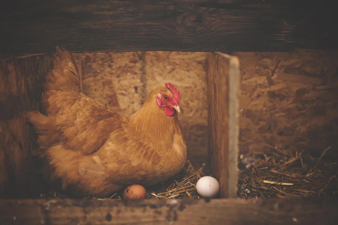 Avian Flu Case in Northern Ireland, DAERA Launches Innovative Competition, Bird Flu Confirmation in Ireland, Green Horizons Magazine