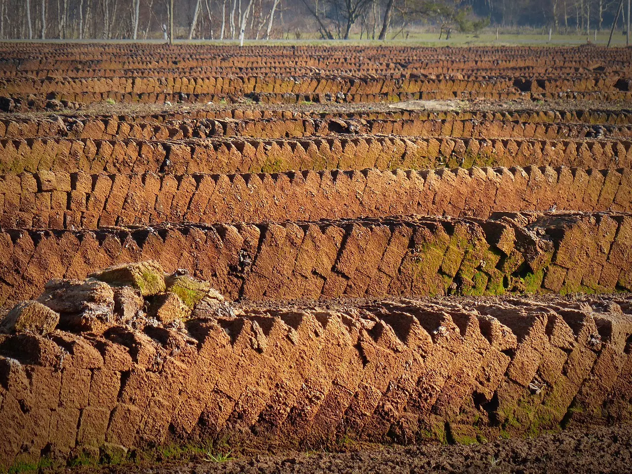 Bog Day 2025