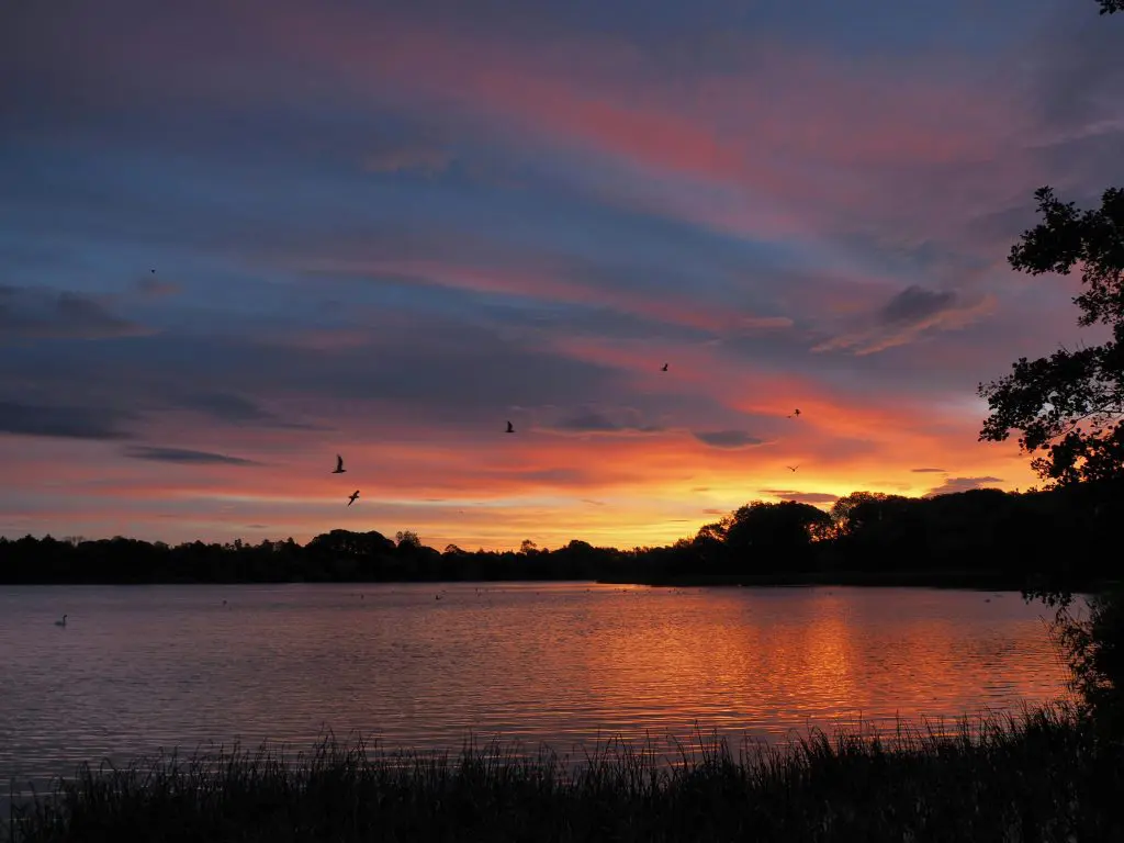 14 Steps to Save Lough Neagh, Blue-Green Algae Alert, Lough Carra's Success Story. Green Horizons Magazine