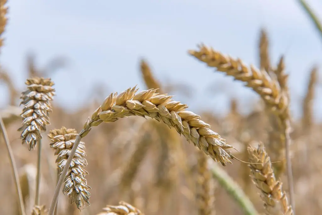 Openfolde Celebrates 200 Years, DAERA Begins £250m Payment Scheme, Farming with Nature Transition Scheme, Green Horizons Magazine