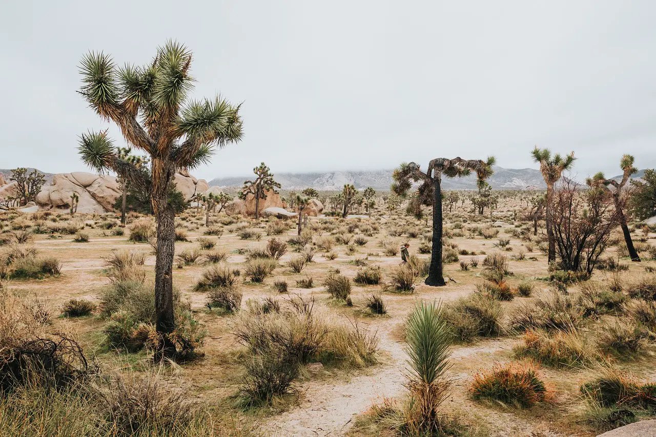 World Day to Combat Desertification and Drought, All-Ireland Sustainability, Green Horizons Magazine