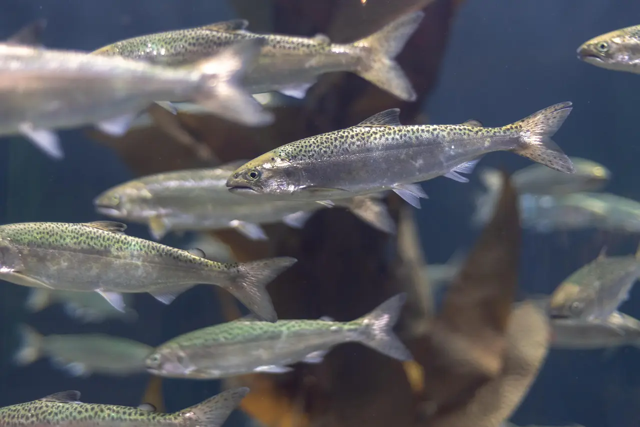 46000 Fish Found Dead in North Cork, EPA Rules Out North Cork Creamery, Green Horizons