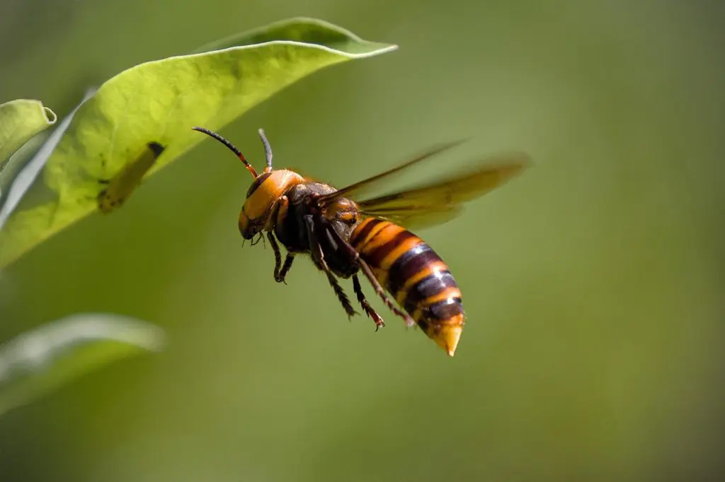 Further Asian Hornet Sightings, Asian Hornet Spotted in Cork, Asian Hornet in Northern Ireland, Green Horizons Magazine