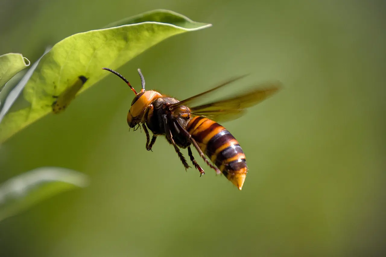 Further Asian Hornet Sightings, Asian Hornet Spotted in Cork, Asian Hornet in Northern Ireland, Green Horizons Magazine