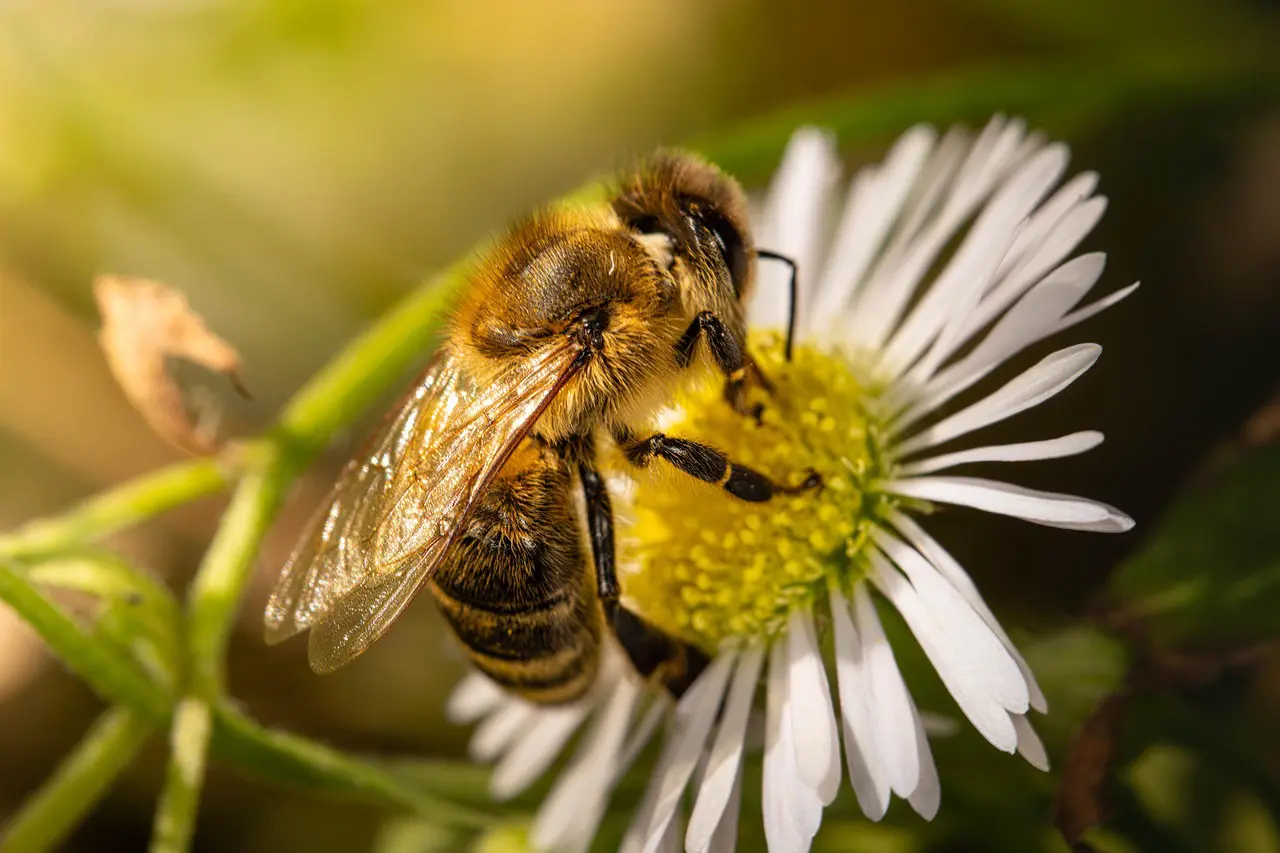Support Native Irish Honeybees
