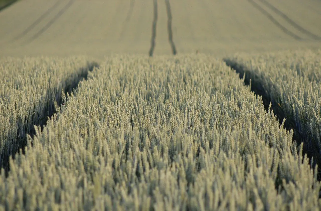 Inside the Gate 21 Irish Farms to Open, Lack of Succession in the Field Vegetable Sector, Green Horizons Magazine