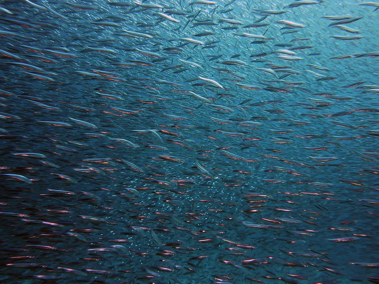 Ireland and Barbados Collaborate on Marine Mapping, NETZERO Alchemists Partners with Clean Sea Solutions, Green Horizons