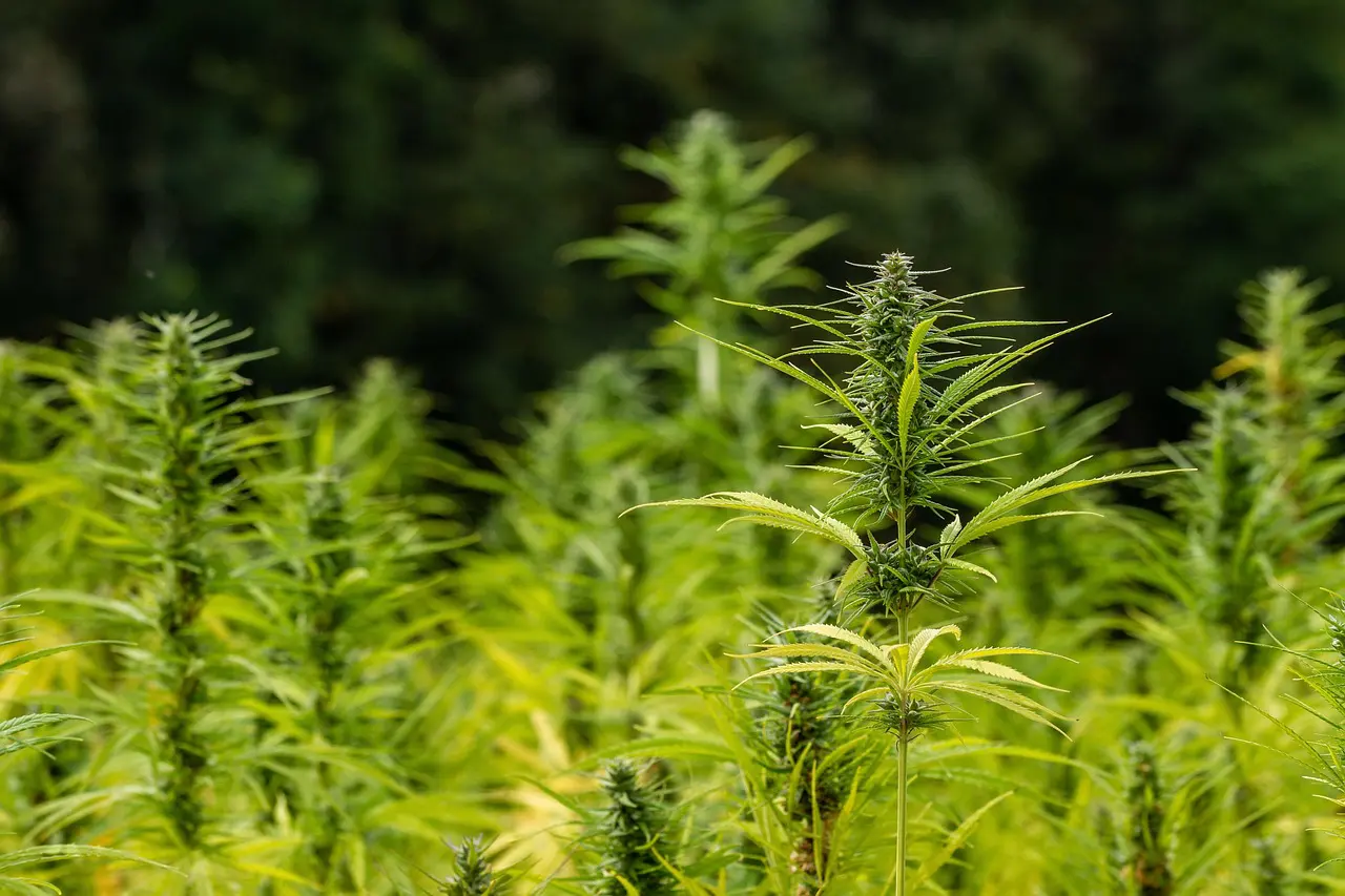 France's Hemp Housing Revolution
