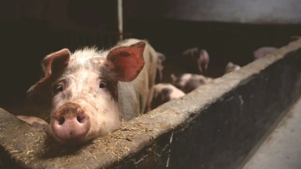 Environmental Impact of UK Pig and Poultry Farming