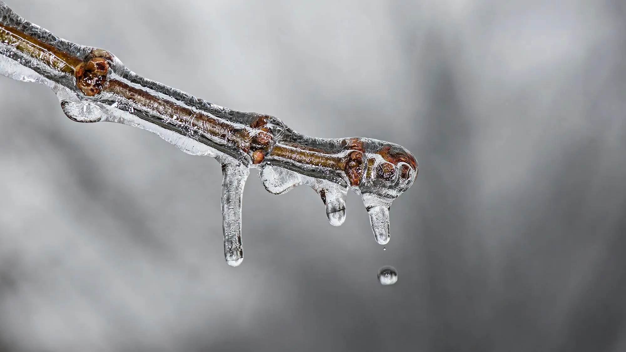 Temperature Neutrality vs. Climate Neutrality, Green Horizons