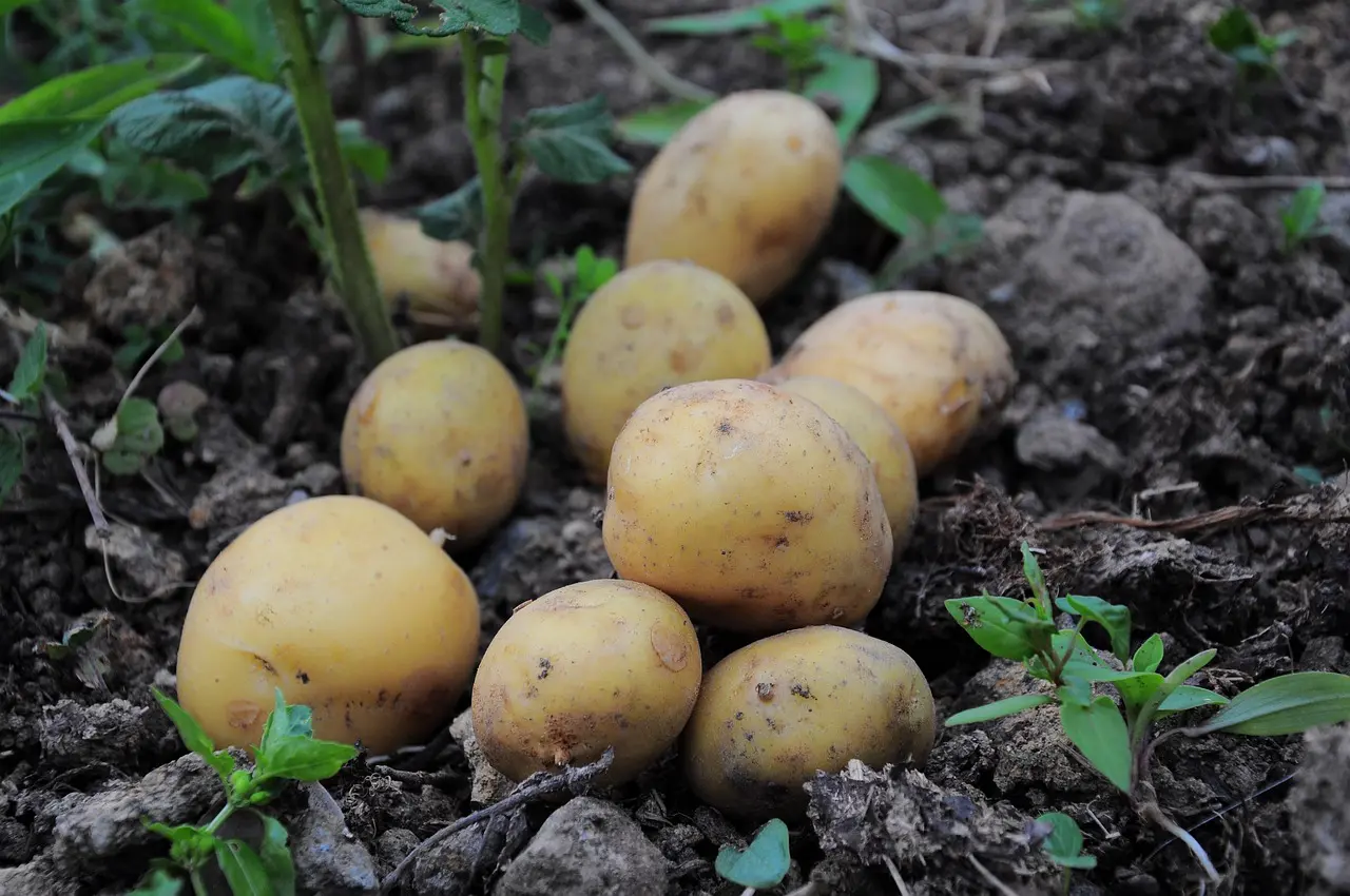 AI-Powered Platform for Potato Farming. Ireland Donates Historic Soil Testing Device, Green Horizons Magazine