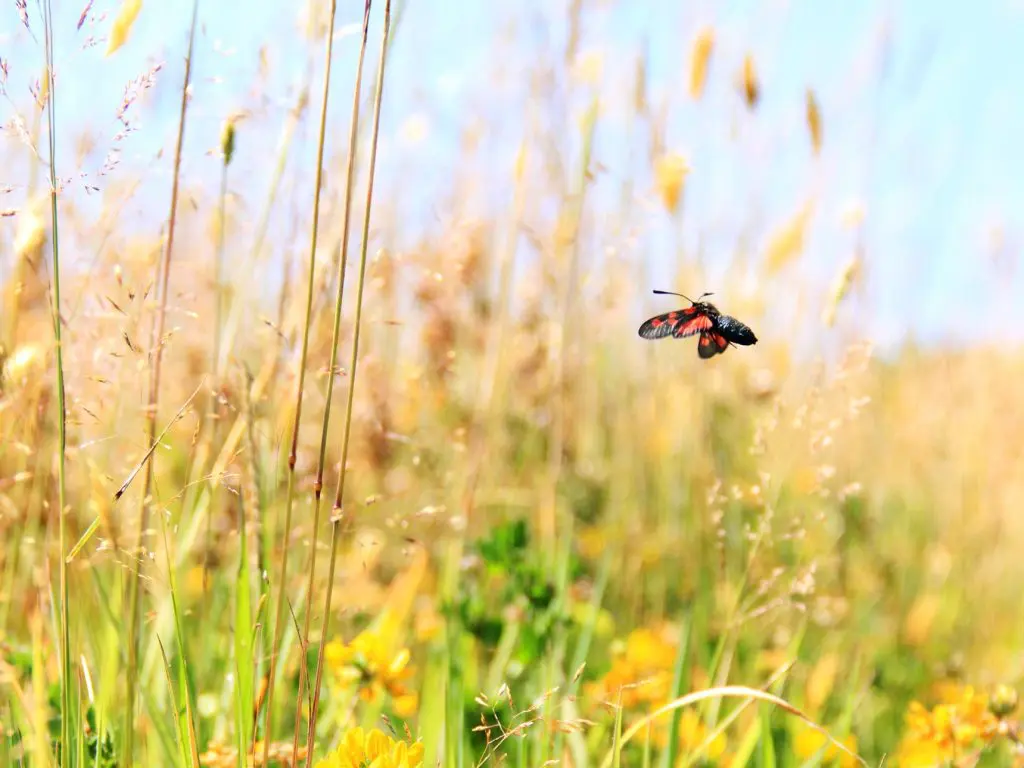 No Mow May, Declaration Issued to Halt UK Insect Declines