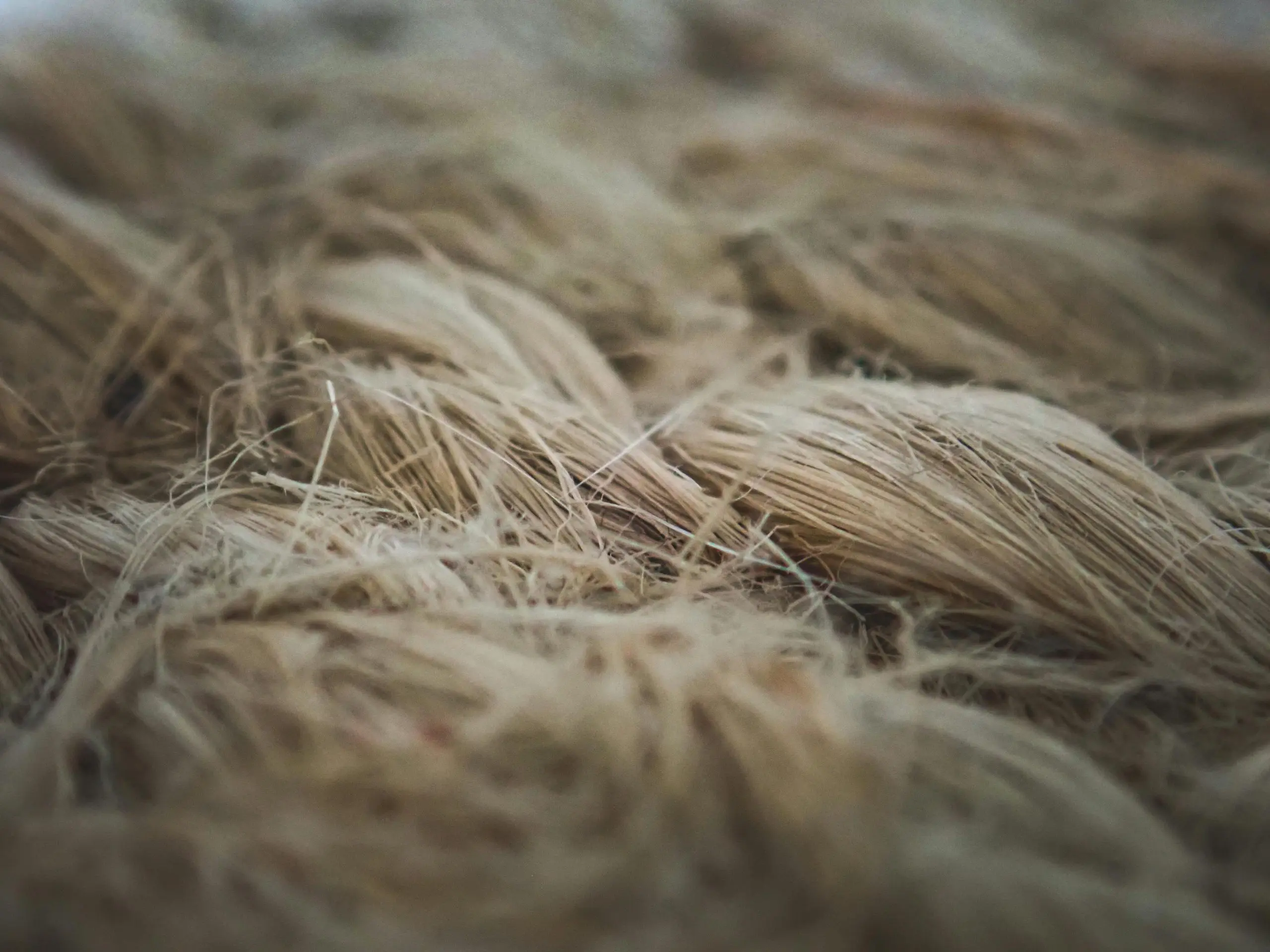Flax in Sustainable Farming, Green Horizons Magazine