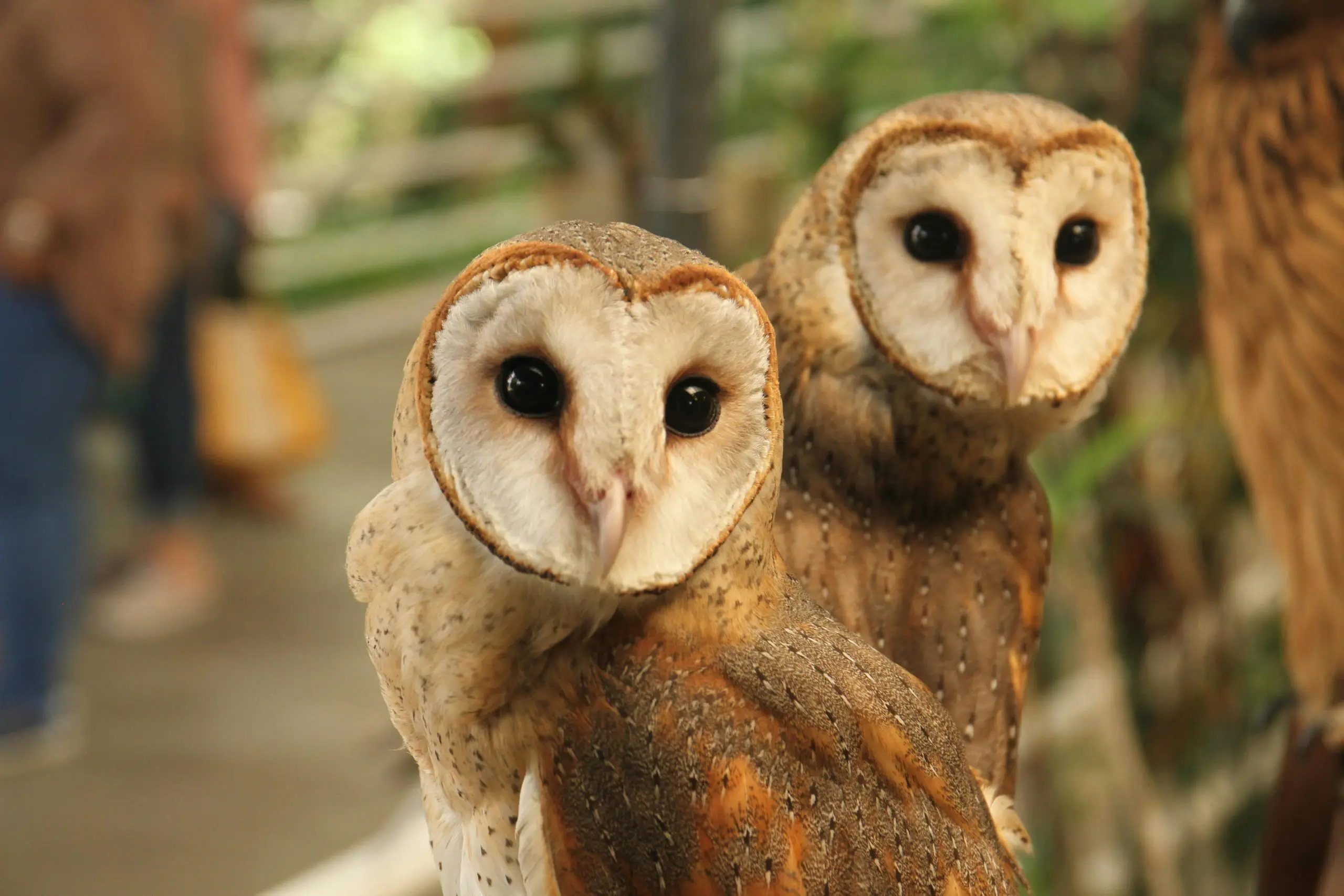 Barn Owl Breeding Success, Green Horizons Magazine