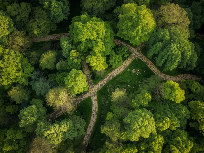 Network of forest pathways symbolizing interconnected sustainability collaboration