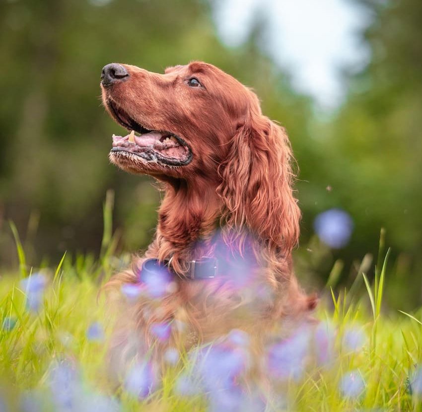 World Animal Day, Green Horizons Magazine